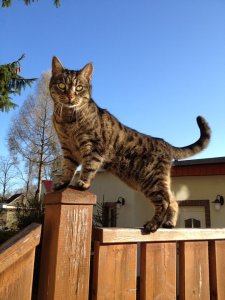 525548_319368964784187_100001332572876_776456_238259129_n